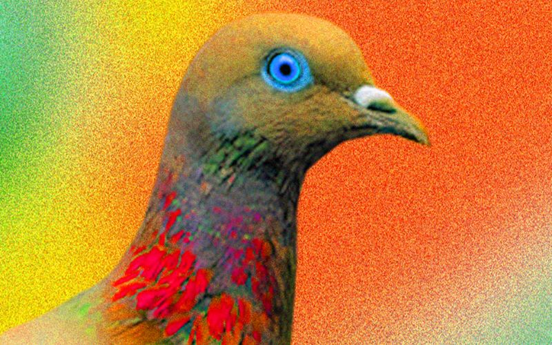 bread for pigeons